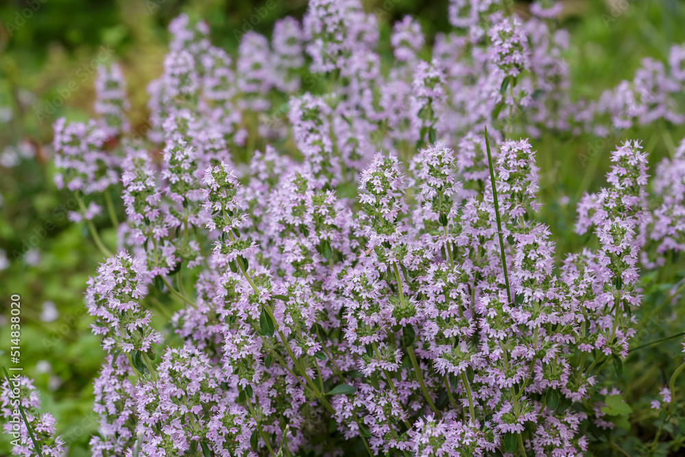 Obraz premium Creeping thyme, or thick- haired thyme, or creeping thyme, or thick-haired thyme ( lat. Thymus serpyllum )