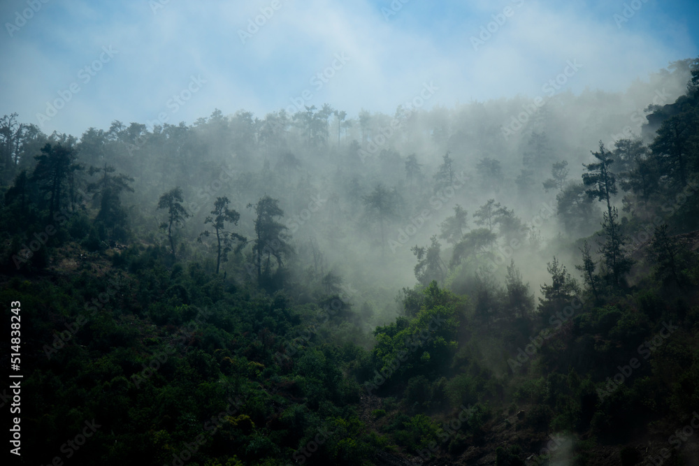 
curtain of fog over pine forests