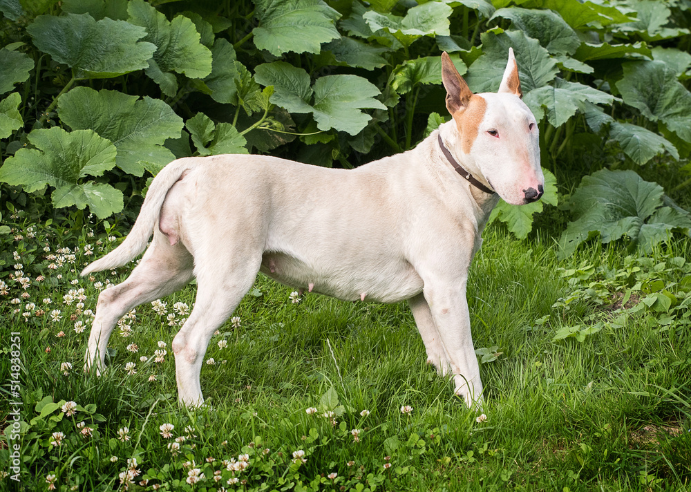 Dog breed bull terrier on the grass.