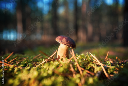 Mushroom on the forest background