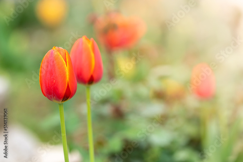 Close up red tulip on blurred nature background with copy space