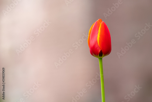 Close up red tulip on blurred nature background with copy space
