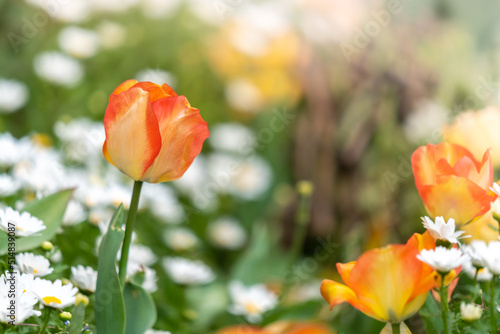 Close up orange tulip on blurred nature background with copy space