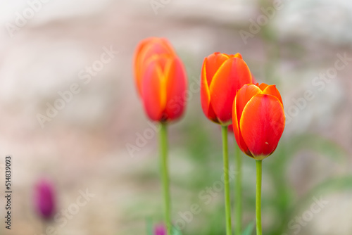 Close up red tulip on blurred nature background with copy space