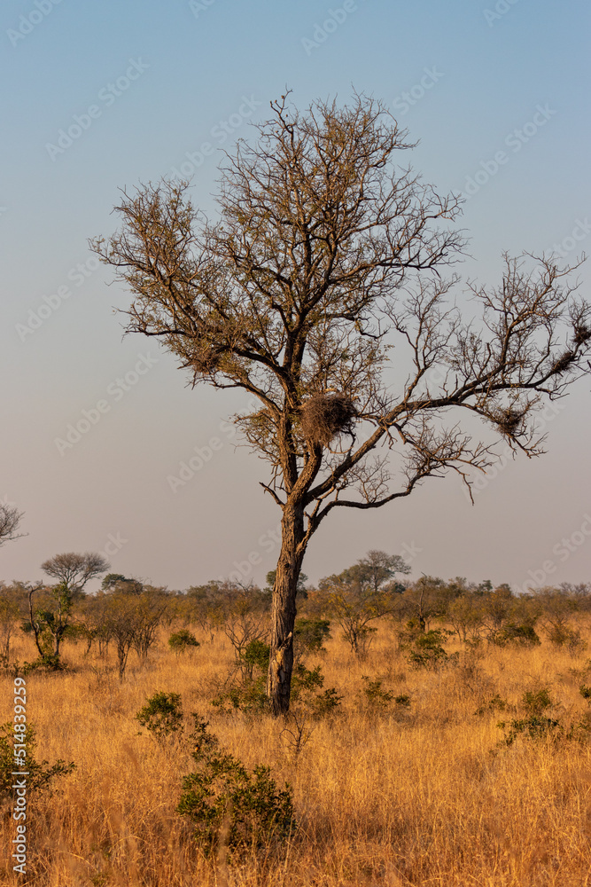 Obraz premium Tree with social weaver birds in the Kalahari in southern Africa