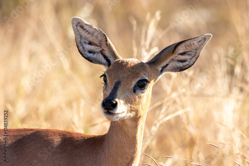 Closeup of female steenbok in the Kruger National Park, southern Africa, species Raphicerus campestris photo