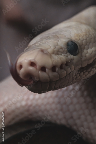 Macro snake