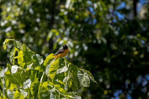 Baltimore Oriole sitting in a tree Branch