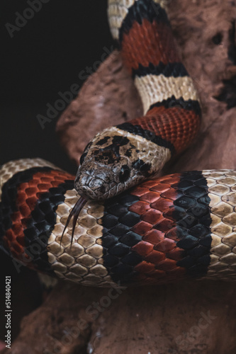 Macro snake