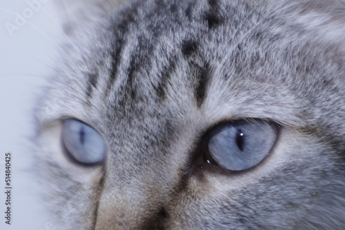 close up of a cat