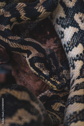 Macro snake