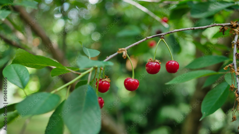 red ripe cherries on a tree in the garden, green leaves 