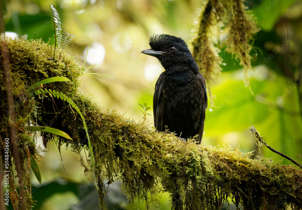 Longwattled Umbrellabird Cephalopterus penduliger, Cotingidae
