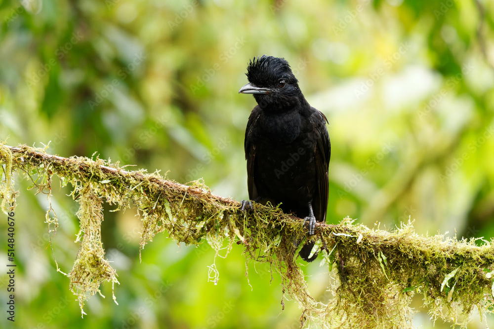 Longwattled Umbrellabird Cephalopterus penduliger, Cotingidae