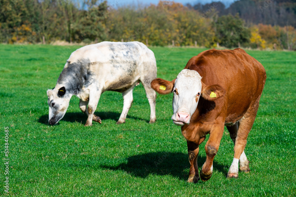 Dairy cows grazing on lush green pasture Dairy cows grazing on lush green pasture
