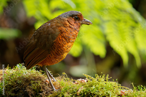 Giant Antpitta - Grallaria gigantea perching bird species in antpitta family Grallariidae, rare and enigmatic, known only from Colombia and Ecuador, close relative of undulated antpitta, G. squamigera photo