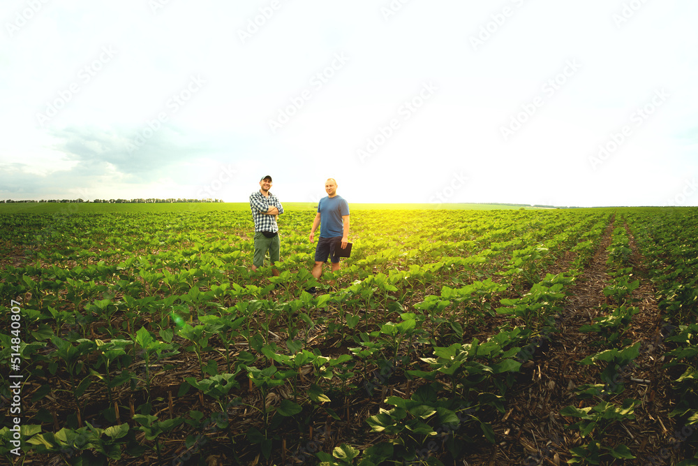 Two farmers in an agricultural field of sunflowers. Agronomist and farmer inspect potential yield