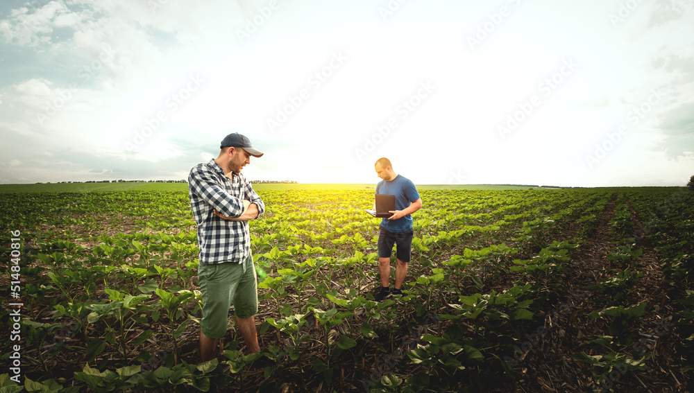 Two farmers in an agricultural field of sunflowers. Agronomist and farmer inspect potential yield