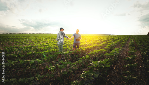 Two farmers in an agricultural field of sunflowers. Agronomist and farmer inspect potential yield photo