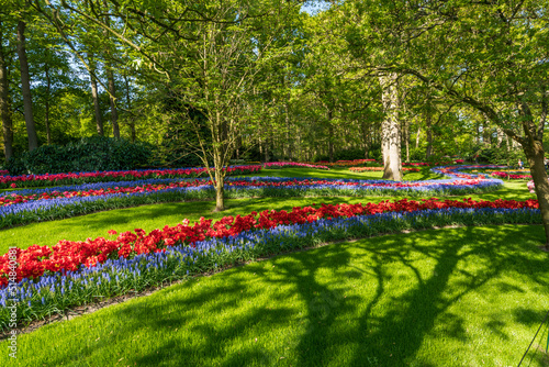  Colorful spring flowers in the park. tulip flowers on the Field
