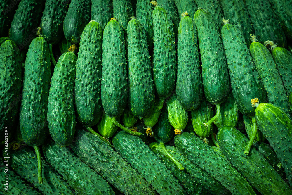 Fresh cucumber background. Green cucumbers Fresh cucumber background. Green cucumbers