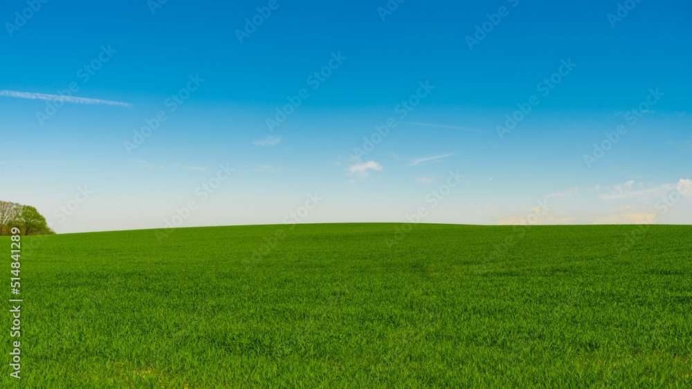 Fototapeta premium Idyllic grassland, rolling green fields, blue sky and white clouds in the background