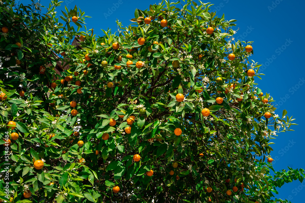  clementines ripening on tree against blue sky. Tangerine tree. Oranges on a citrus tree