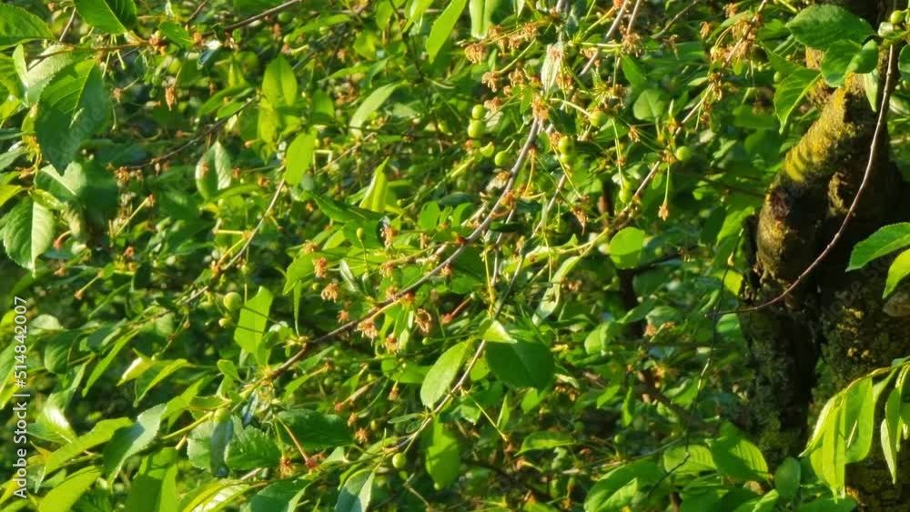 Young green cherries on branches with faded flowers in the morning garden lit by the sun. Young green cherries on branches with faded flowers in the morning garden lit by the sun.