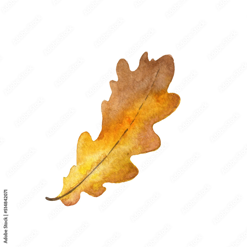 Fototapeta premium Watercolor oak leaf, hand painted illustration