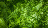 A cluster of green ferns ( Osmunda regalis ) in botanical garden, forest, forest plants, 