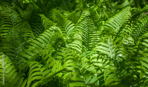 A cluster of green ferns   Osmunda regalis    in botanical garden  forest  forest plants  