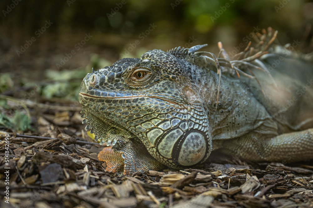 Fototapeta premium ZOA Parc Sanary-sur-Mer (2022-07)