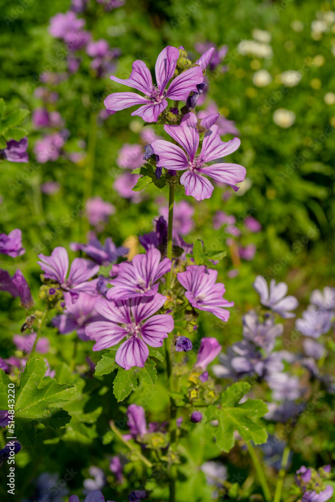 Violet Common Mallow Flower. Natural Floral Botanical Background.