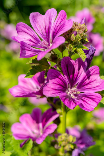 Violet Common Mallow Flower. Natural Floral Botanical Background.