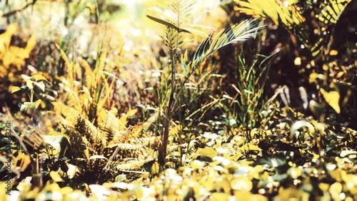 close up of tip of a green broadleaf carpet grass photo