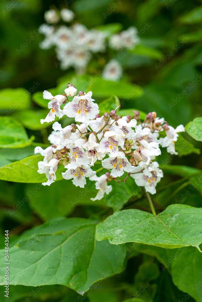 Northern catalpa flowers on Indian bean tree branch with green foliage Northern catalpa flowers on Indian bean tree branch with green foliage