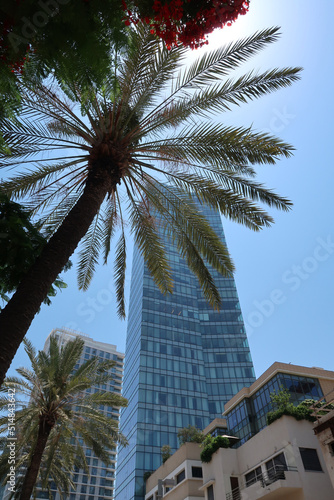 palm trees in Tel Aviv © Bradley