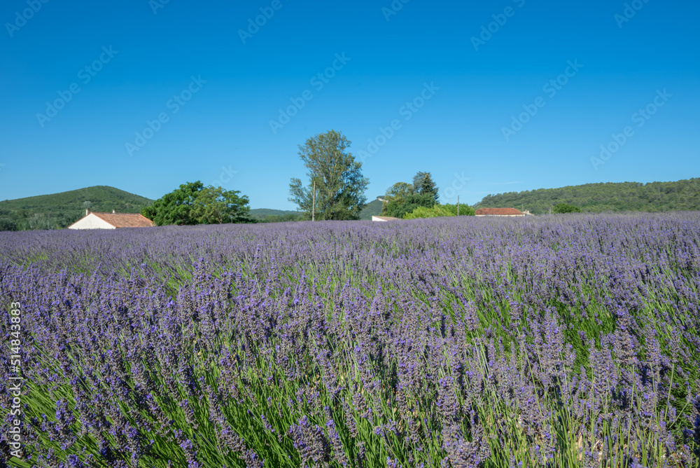 Fototapeta premium Lavandes de provence