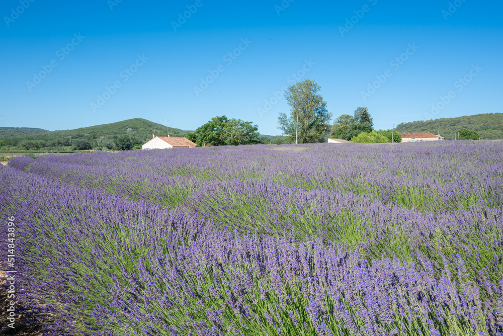 Champs de lavandes avec masure Champs de lavandes avec masure