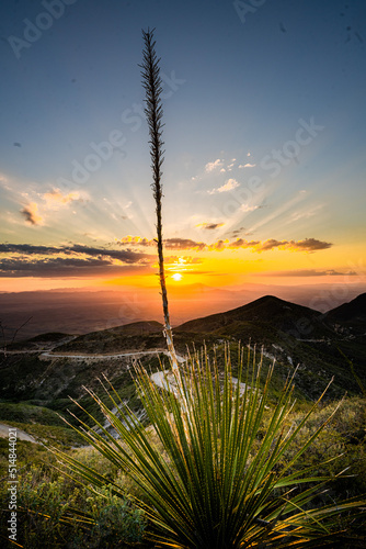 Planta dasylirion wheeleri con quiote en atardecer photo