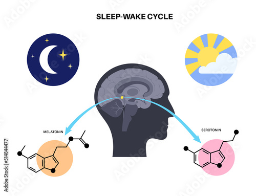 Sleep wake cycle