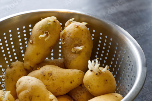 sprouted seed potatoes in metal bowl or colander. close up