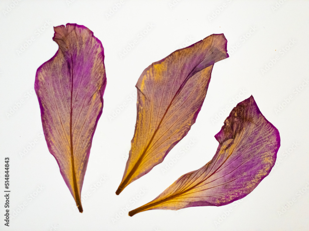 Dried, pressed and transparent flower petals isolated on white background. Dried, pressed and transparent flower petals isolated on white background.