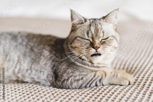 Scottish Straight Cute Cat Portrait. Happy Pet. Gray Scottish Straight cat sleeping. Portrait of a beautiful cat © Анастасія Стягайло