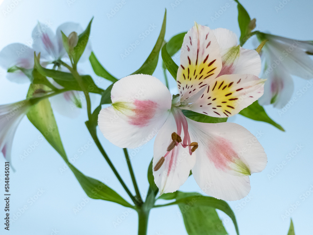 Obraz premium Lily flower Isolated on a romantic blue background.