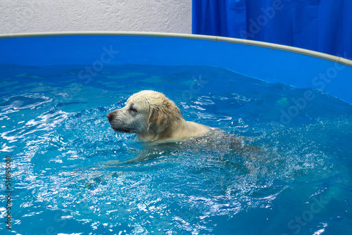 Konstfotografi golden retriever dog training in the swimming pool