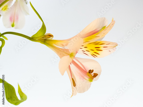 Lily flower Isolated on a white background.