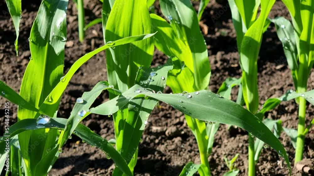 Young corn leaves in a field covered with large drops of water after rain in the morning sun. Young corn leaves in a field covered with large drops of water after rain in the morning sun.