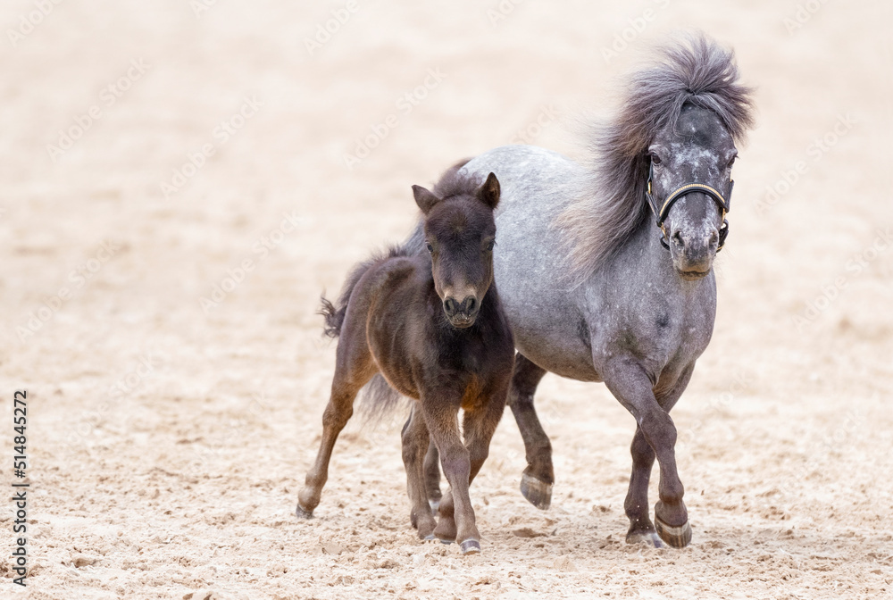 Fototapeta premium American miniature horse with a foal. A thoroughbred beautiful mini horses. Sunlight. Summer