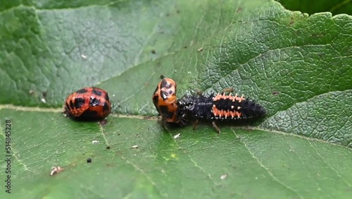 Larva of a Harlequin ladybird beetle, Harmonia axyridis, eating a pupa stage larva of the same species. Real time and slow motion footage. Pupa using defence response mechanism photo